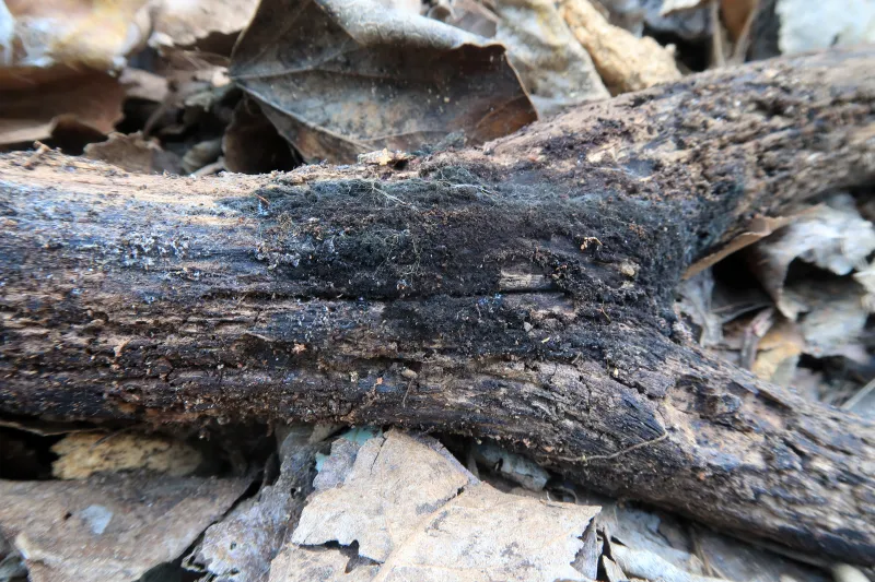 Chaetosphaerella fusca 1 - IMG_5549